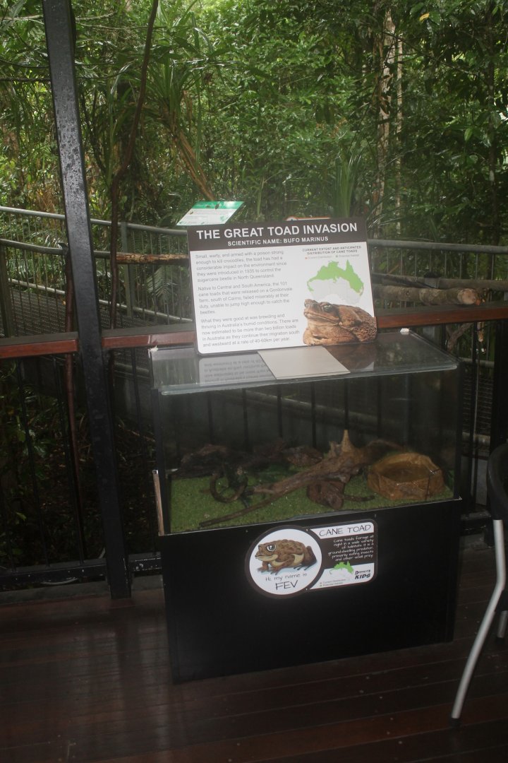 Cane Toad enclosure