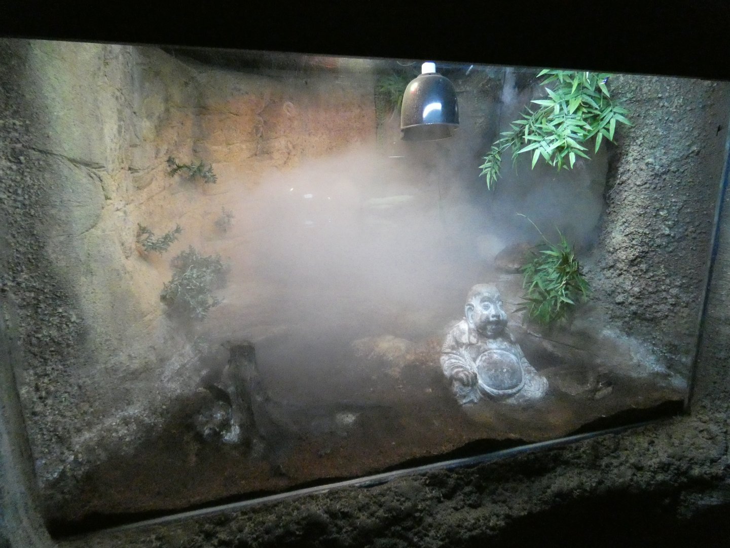Cane toad enclosure
