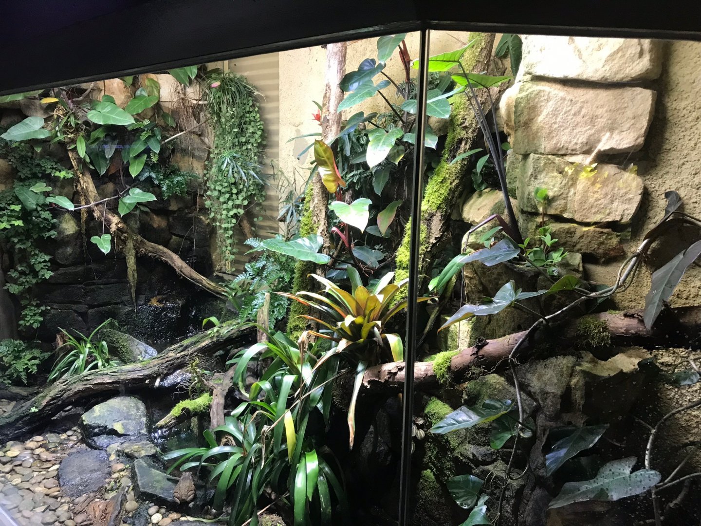 Cane toad exhibit 270118