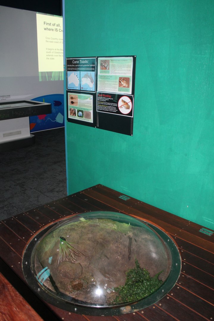 Cane Toad exhibit