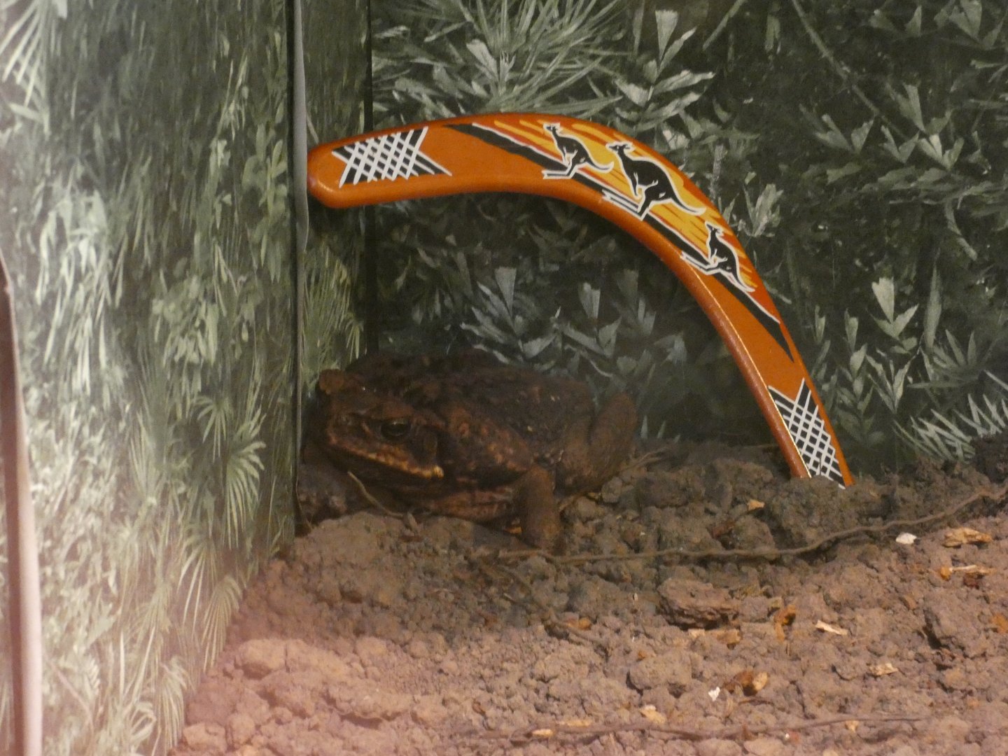 Cane toad (Greenacres Animal Park)