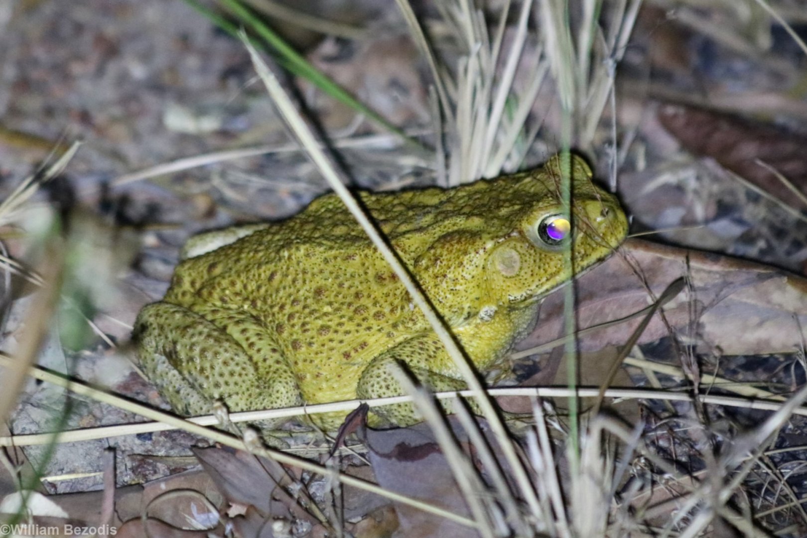 Cane Toad - Kakadu