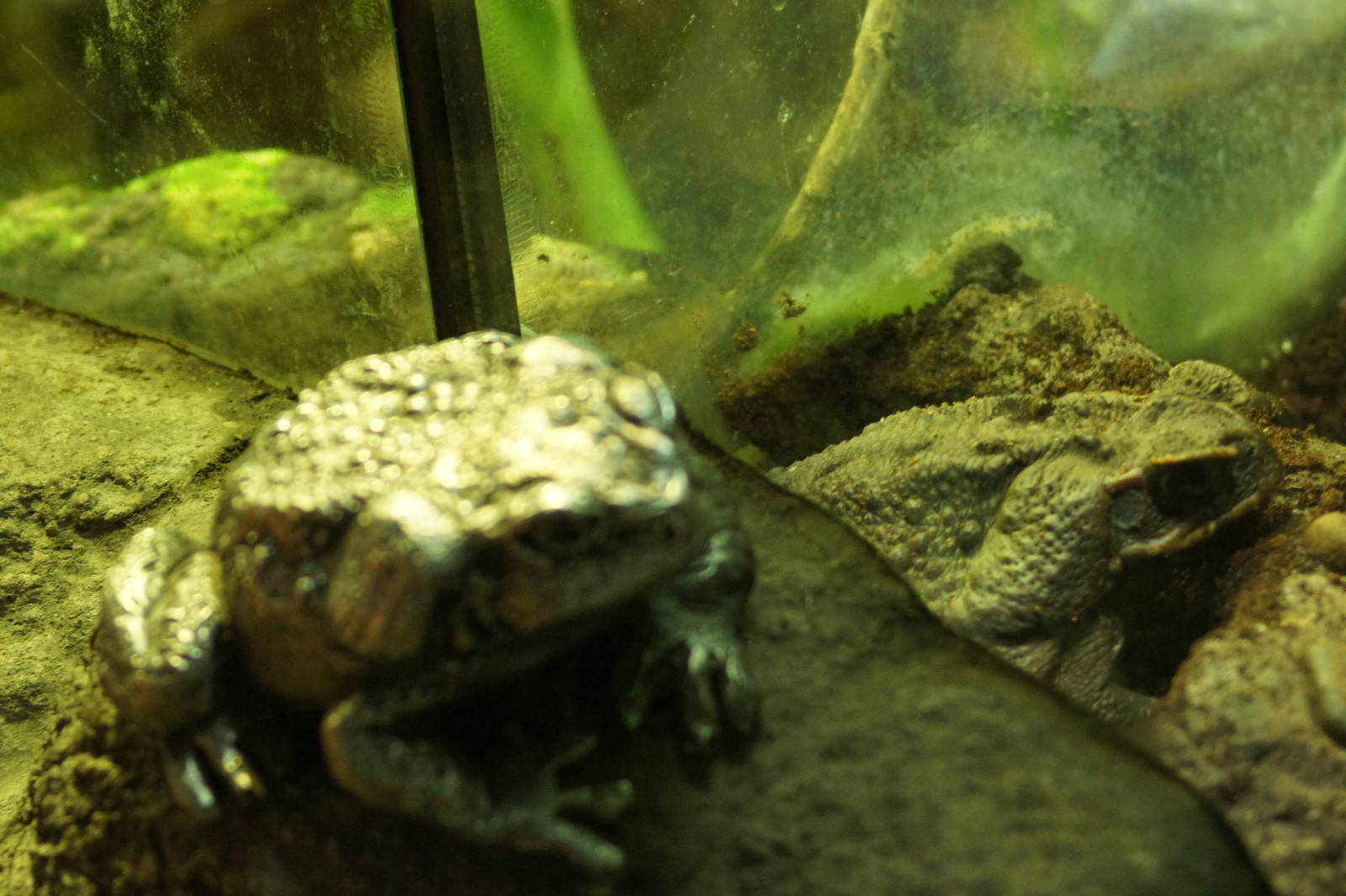 Cane Toad- Real and Fake