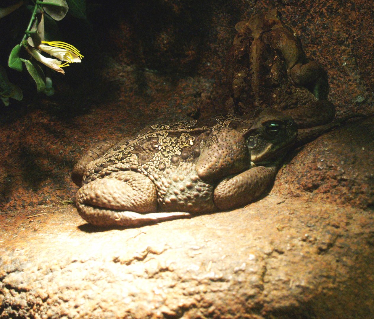 Cane toad (Rhinella marina), 2014-02-16