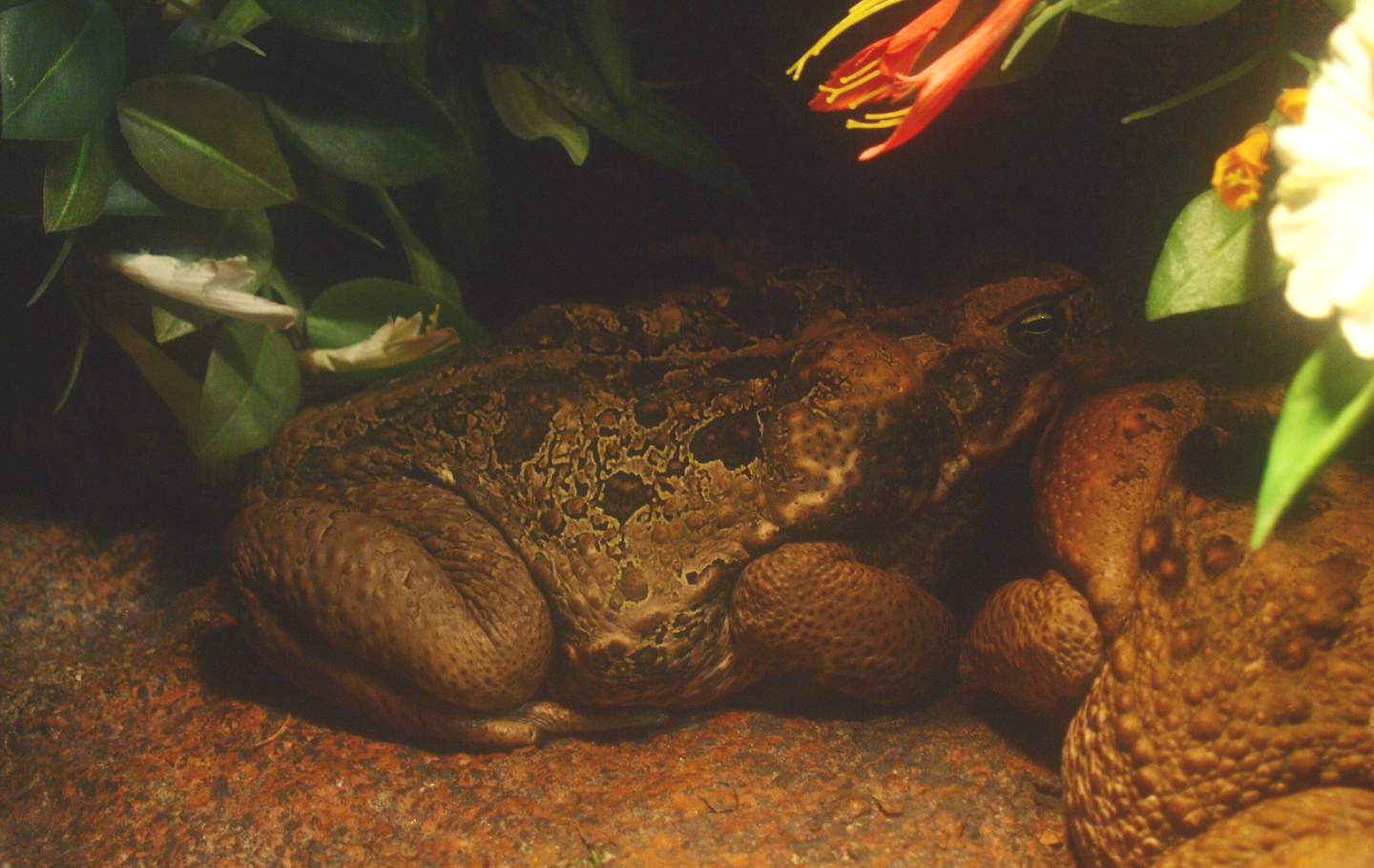 Cane toad (Rhinella marina), 2017-02-06
