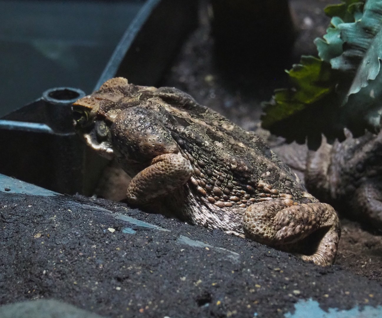 Cane toad (Rhinella marina), 2022-03-16