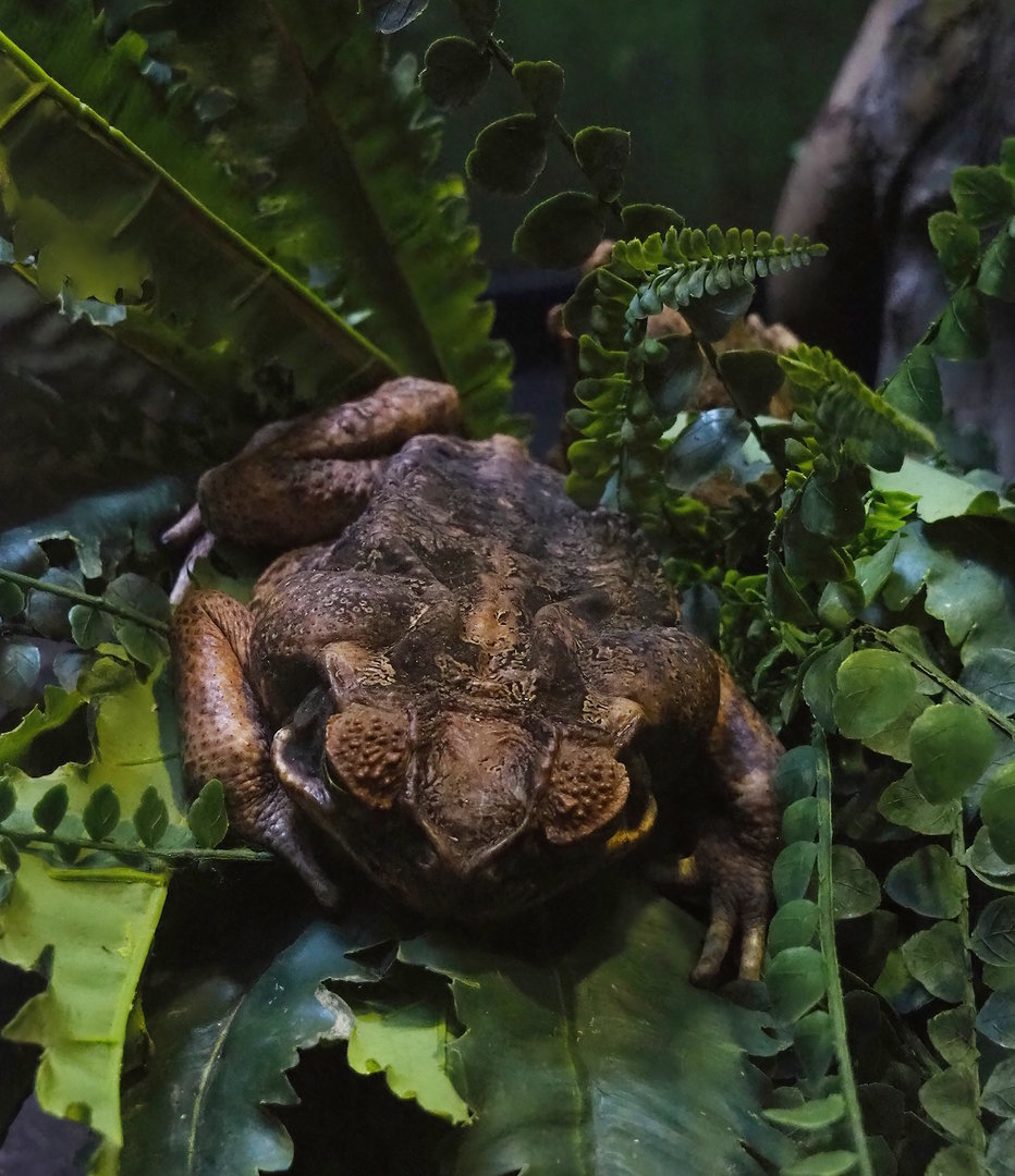 Cane toad (Rhinella marina), 2022-10-29