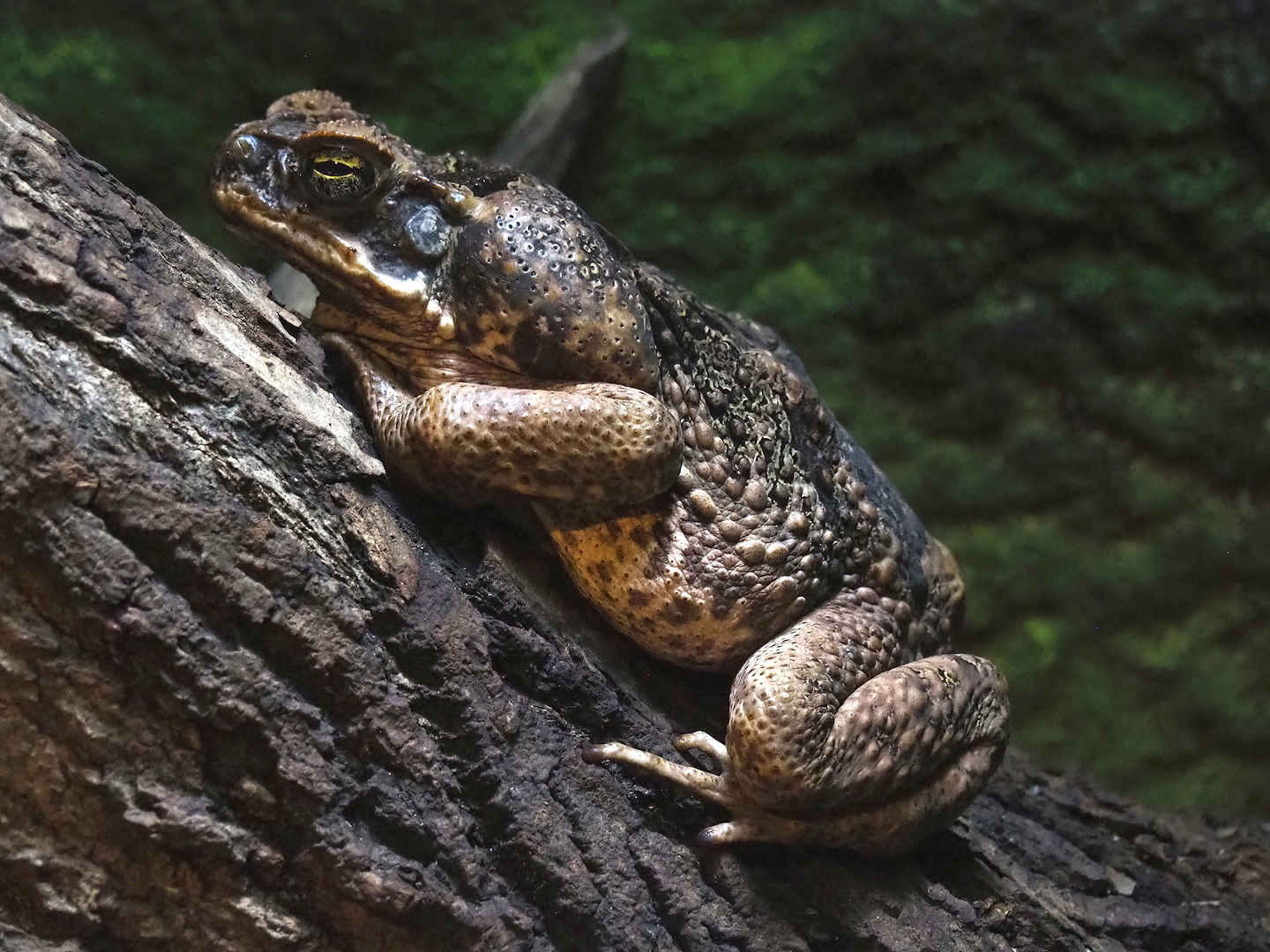 Cane toad (Rhinella marina), 2023-07-02