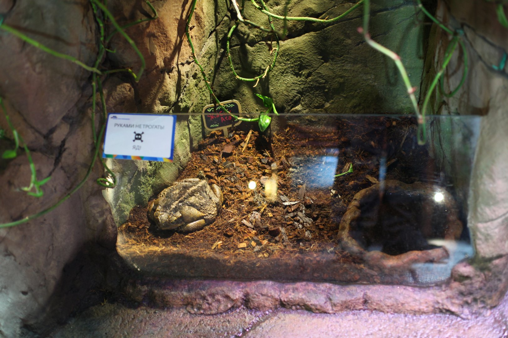 Cane toad (Rhinella marina) in open topped tank
