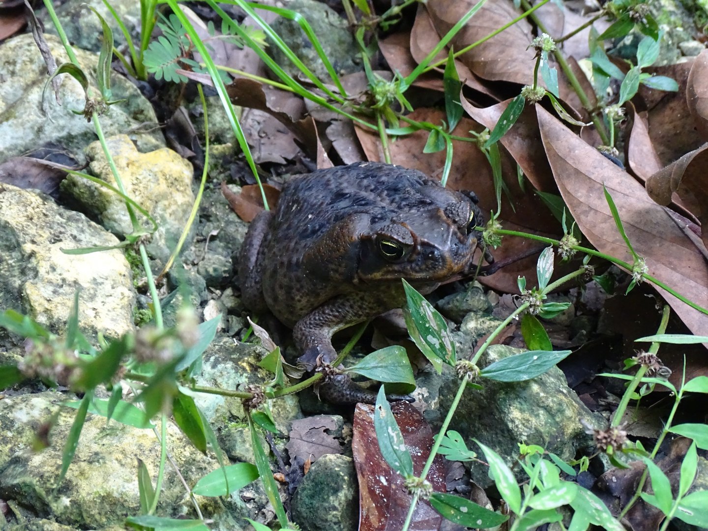 Cane toad (Rhinella marina) Wild in Jamaica