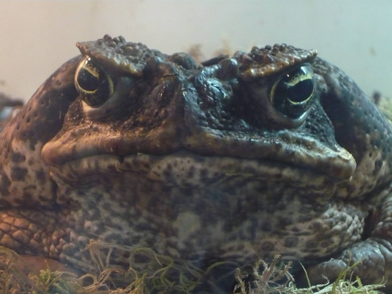 Cane toad (Rhinella marina)