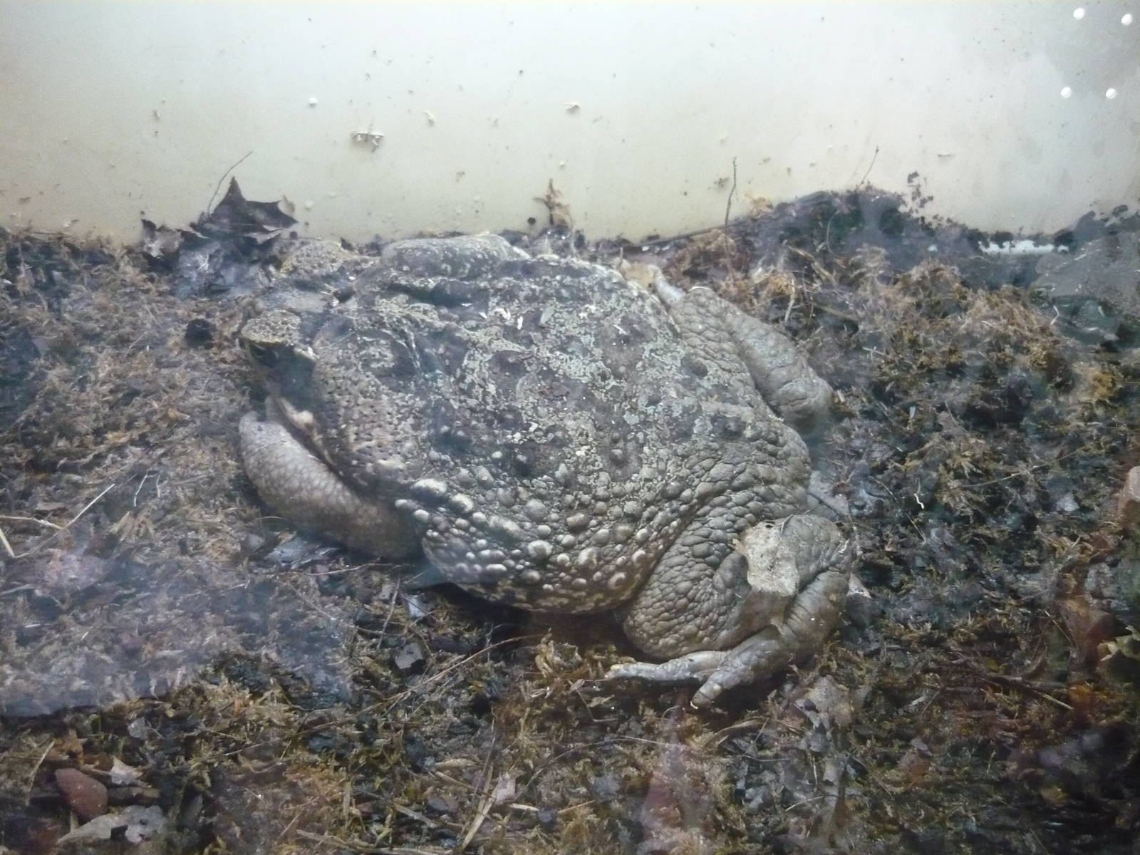 Cane toad (Rhinella marina)