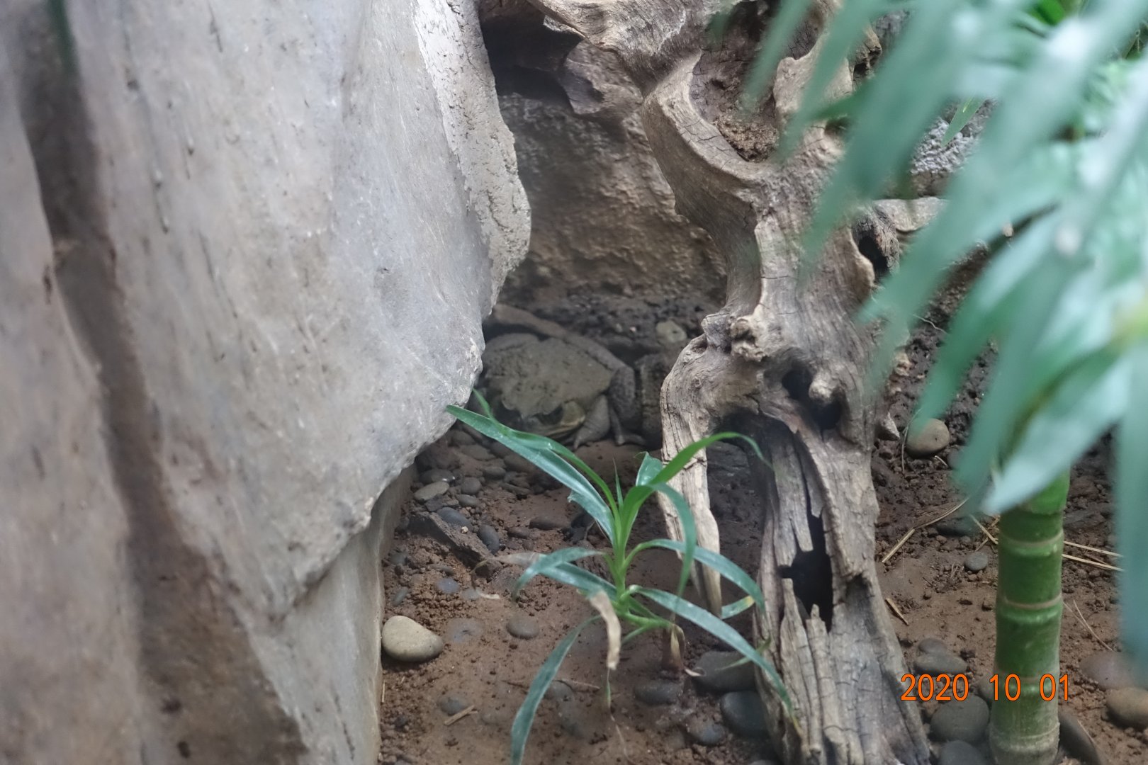 Cane Toad (Rhinella marina)