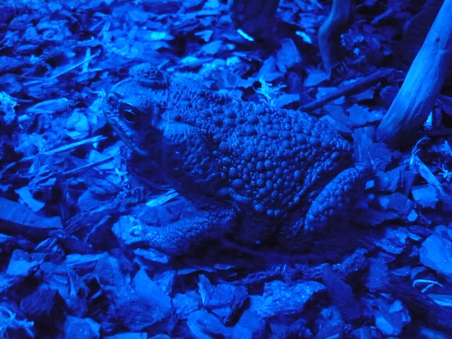 Cane toad (Rhinella marina)
