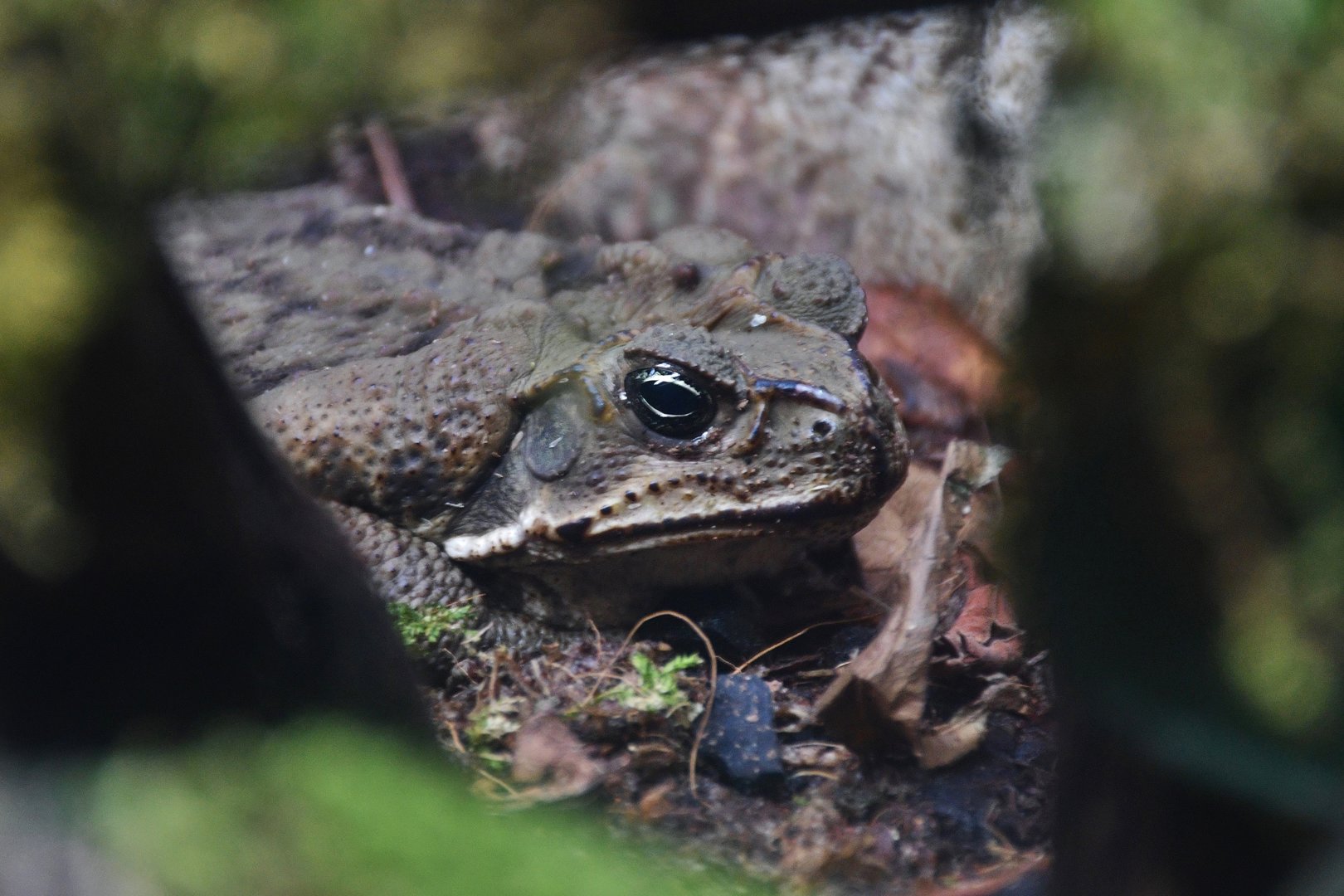 Cane Toad (Rhinella marina)