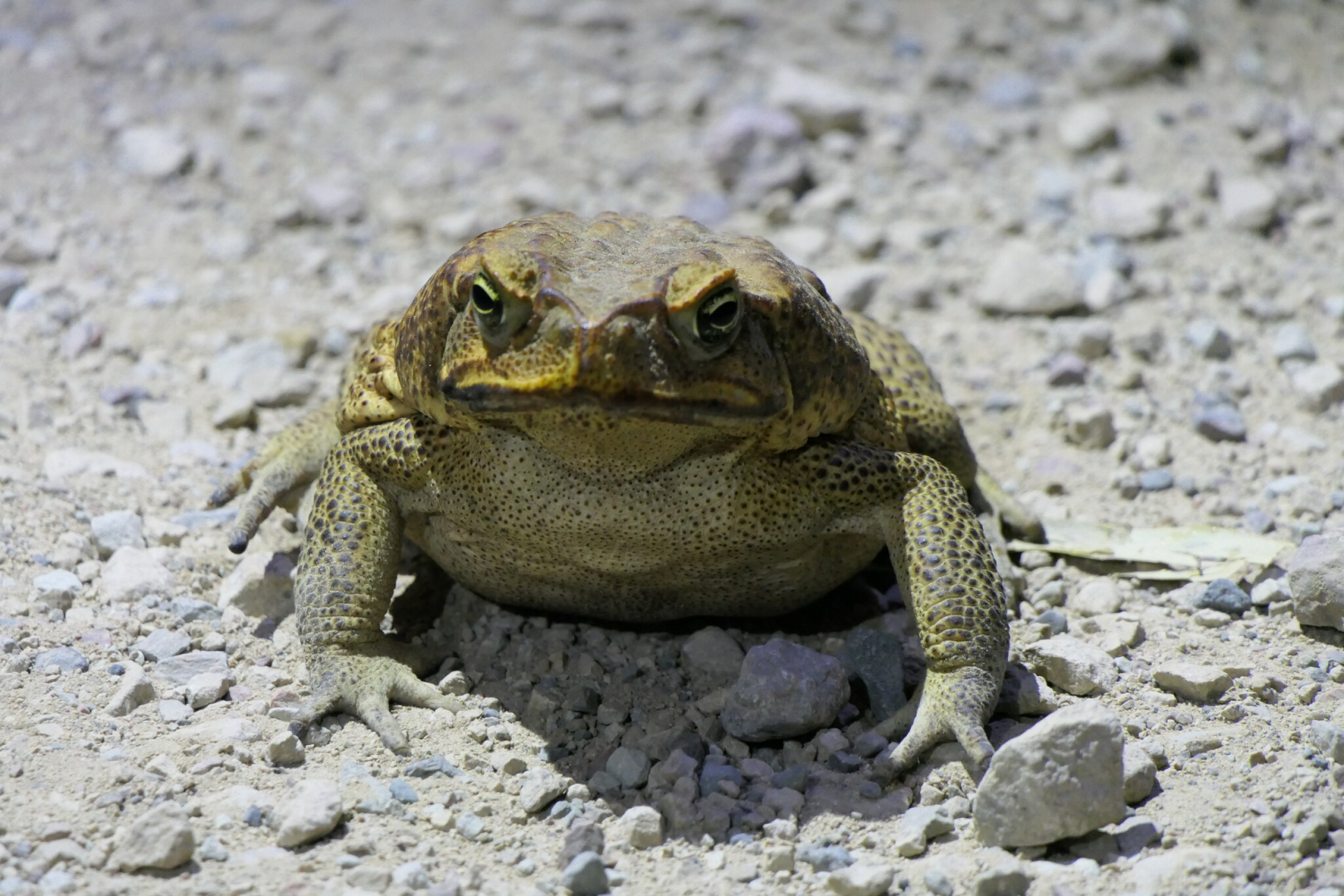Cane Toad (Rhinella marina)