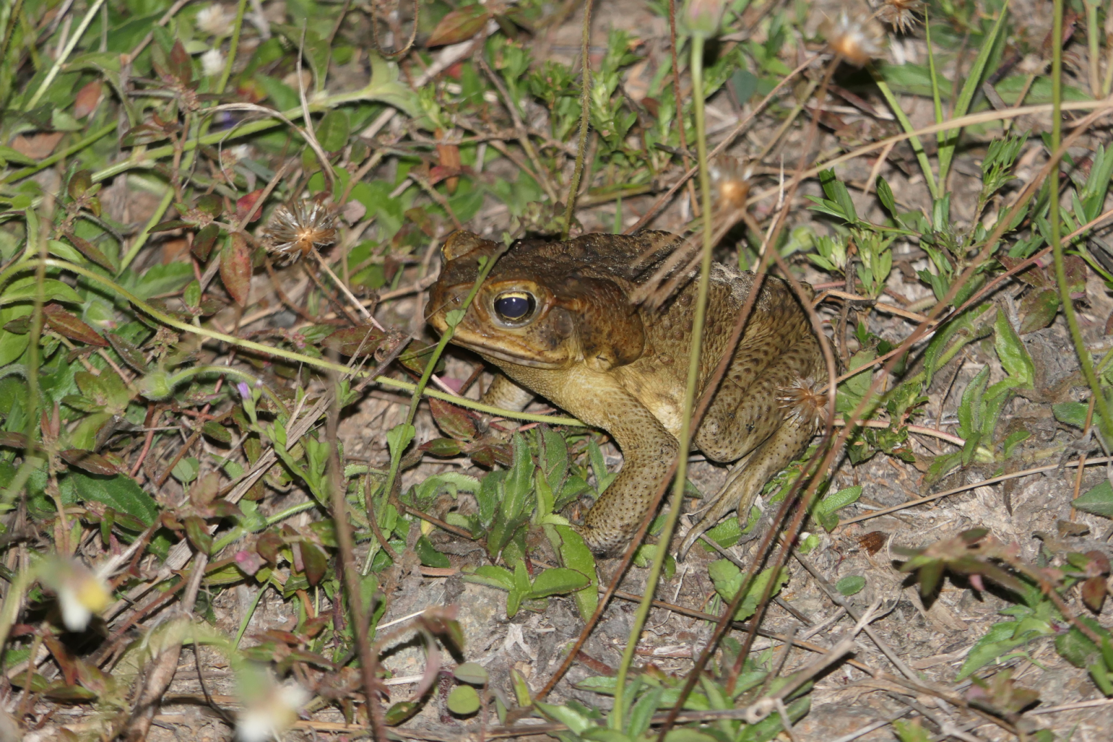 Cane Toad (Rhinella marinus)