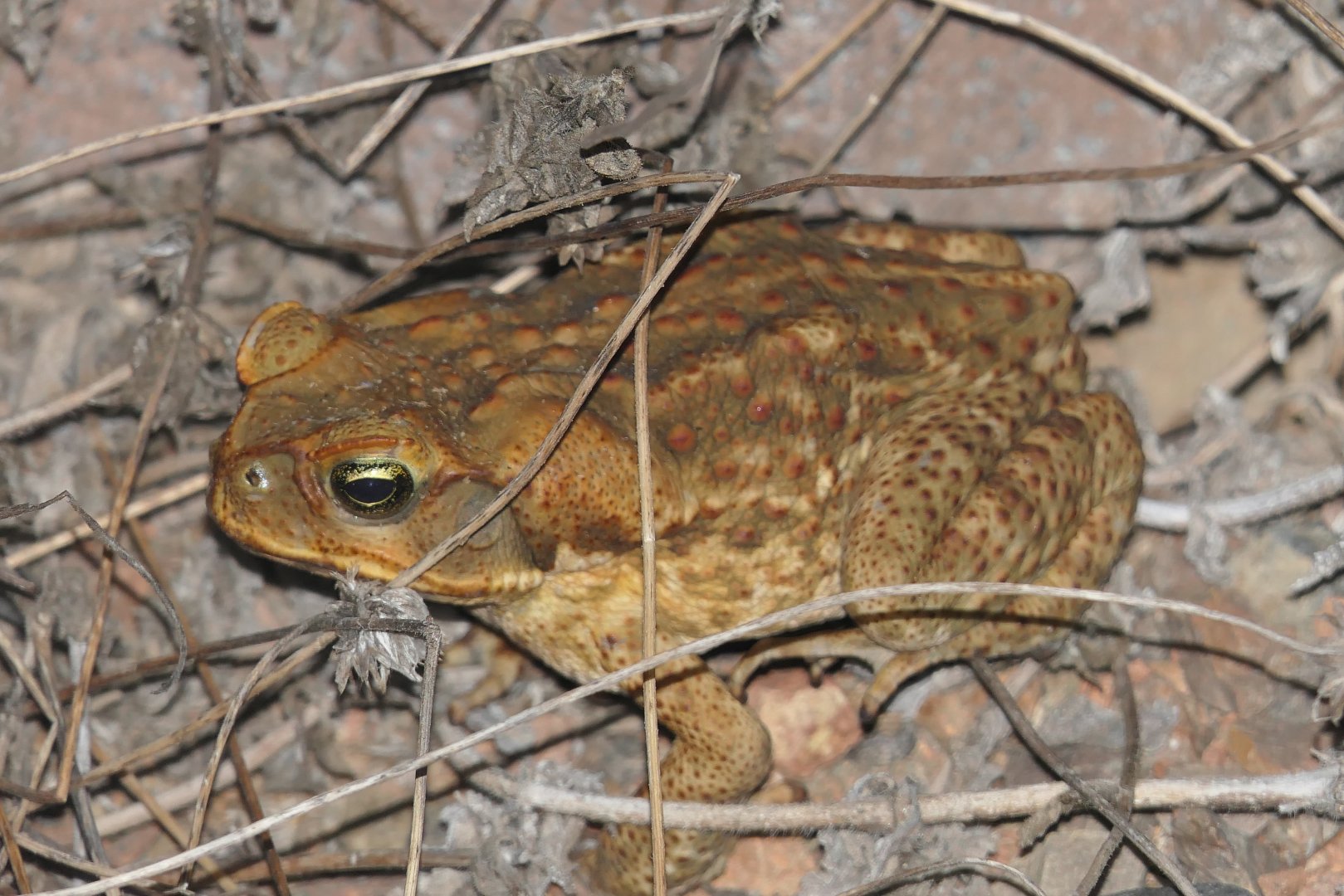 Cane Toad (Rhinella marinus)