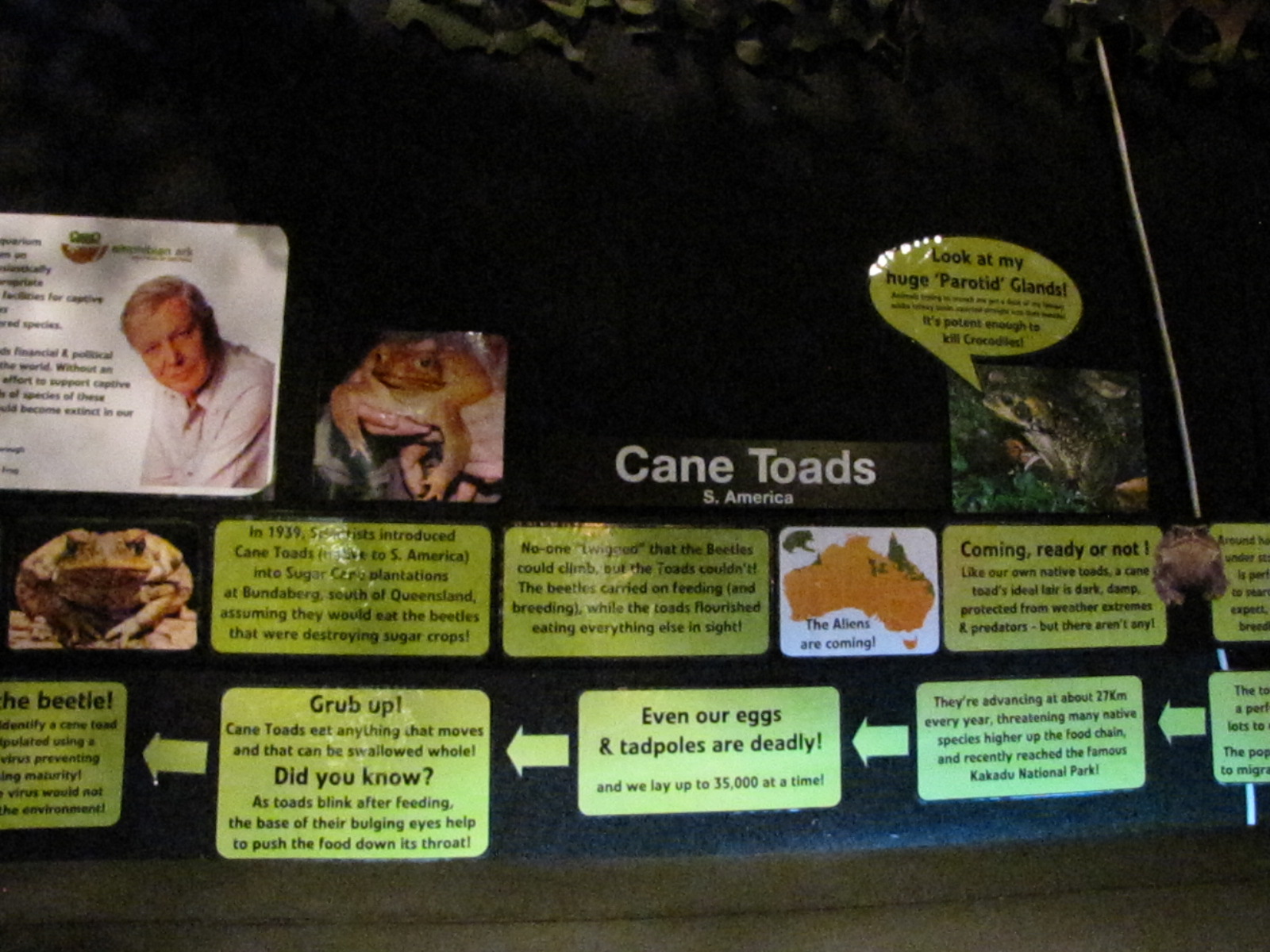 Cane Toad signage