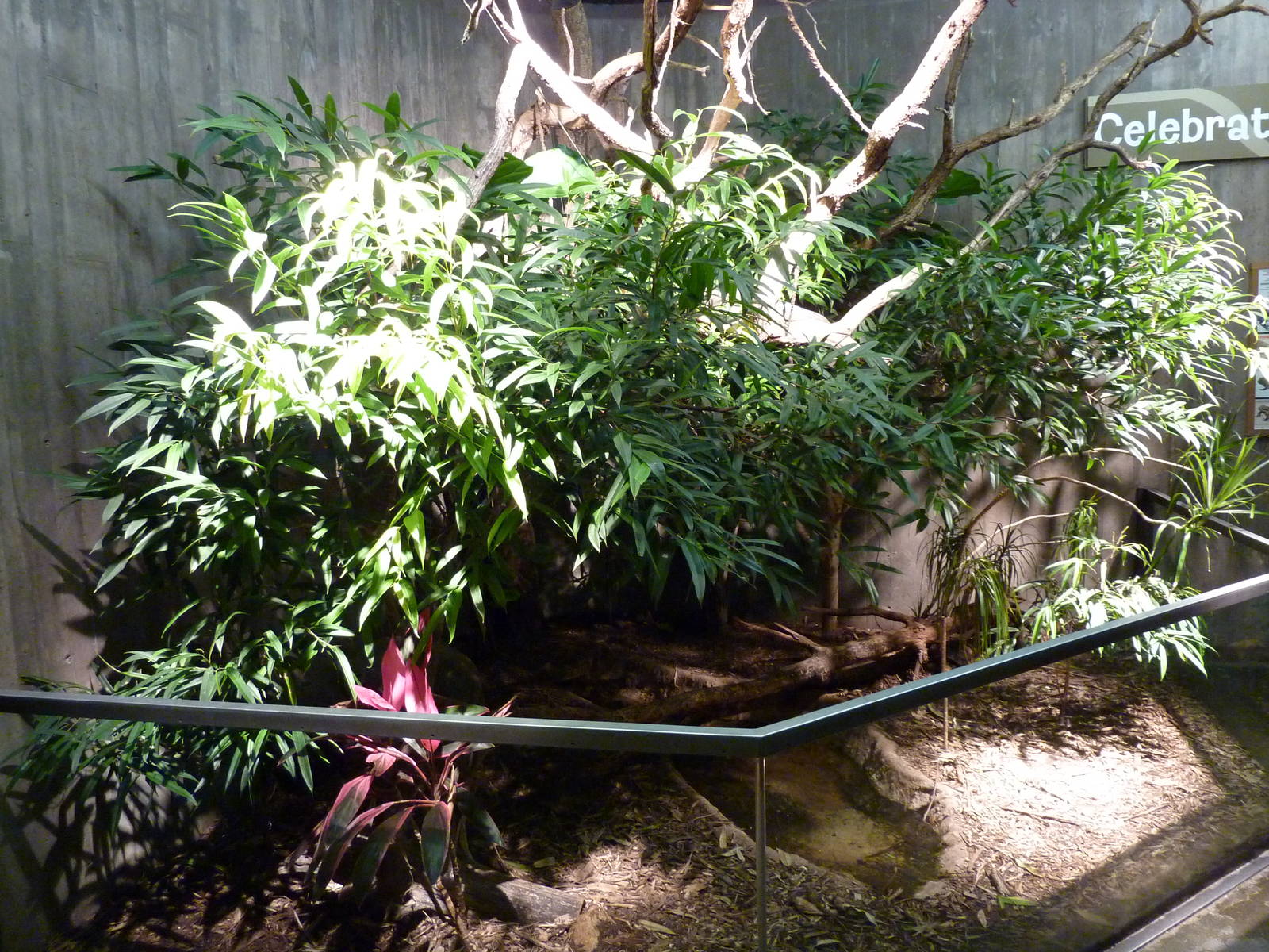 Cane Toad/Smokey Jungle Frog/Yellow-Footed Tortoise/Jamaican Iguana Exhibit