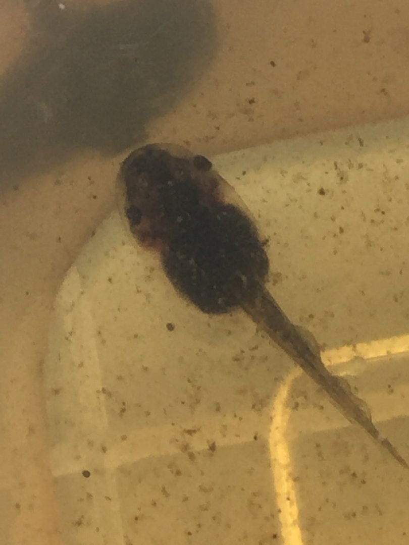 Cane toad Tadpole ID