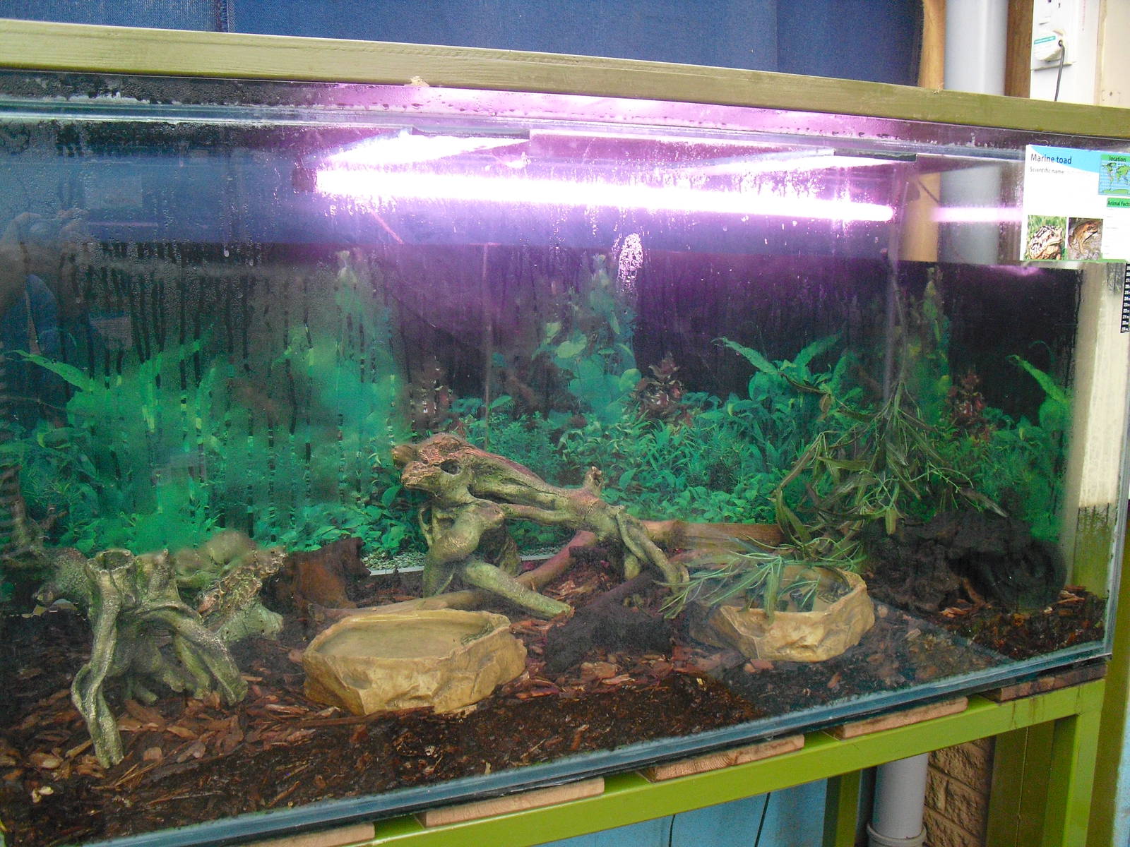 Cane Toad Tank - 16/10/2011