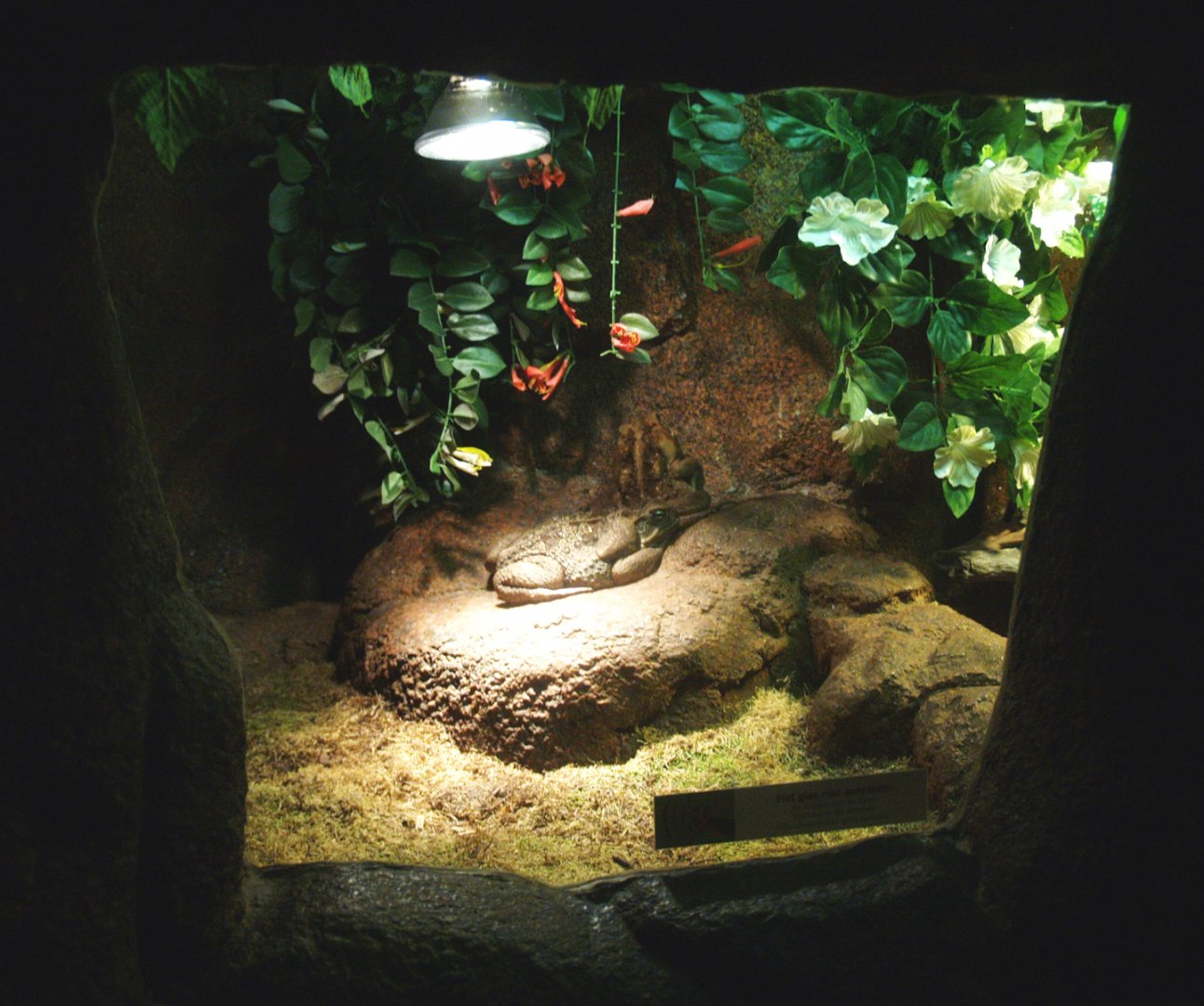 Cane toad terrarium, 2014-02-16