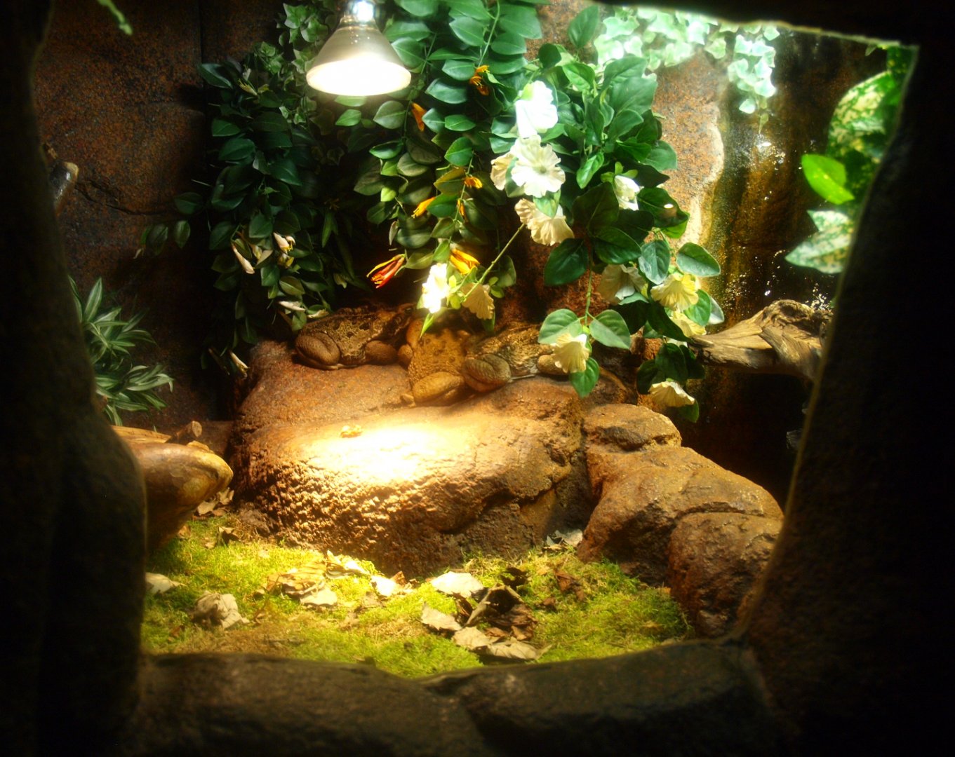 Cane toad terrarium, 2017-02-06