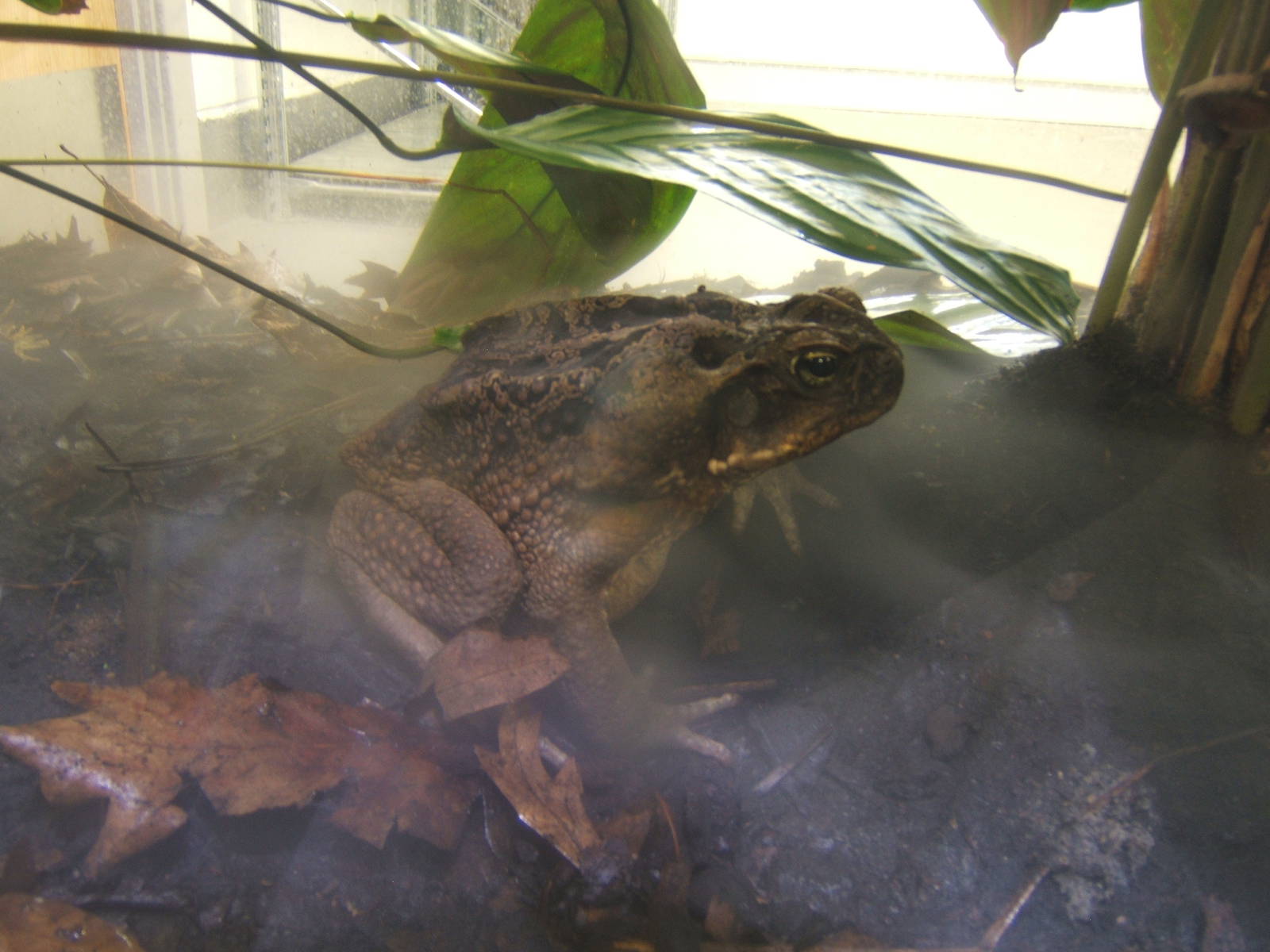 Cane Toad
