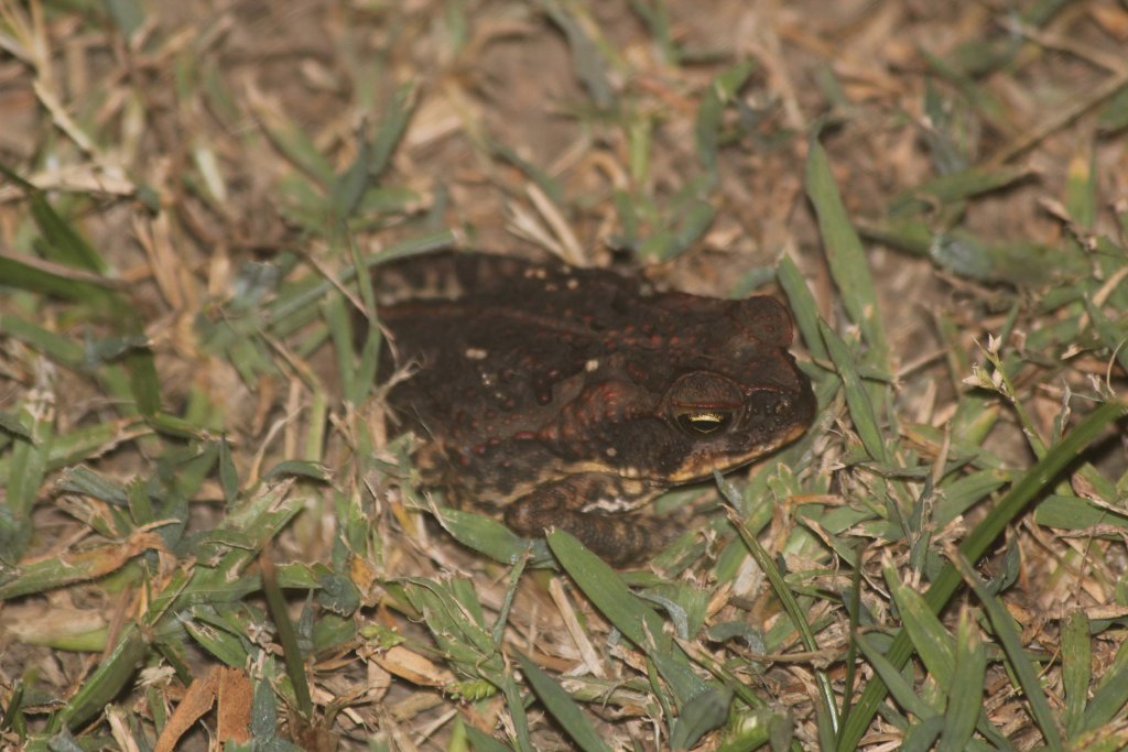 Cane Toad