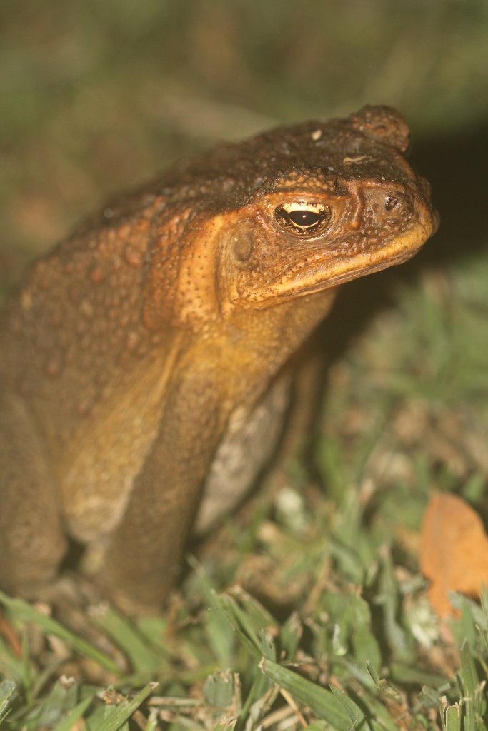 Cane Toad