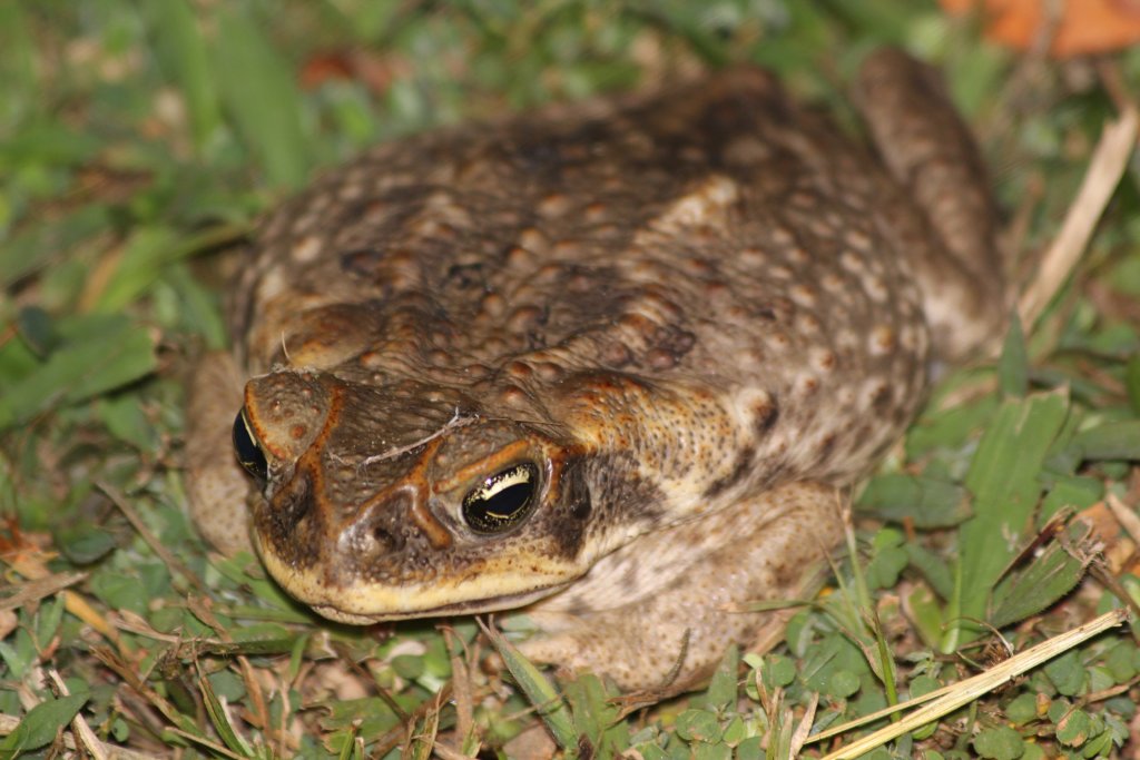 Cane Toad