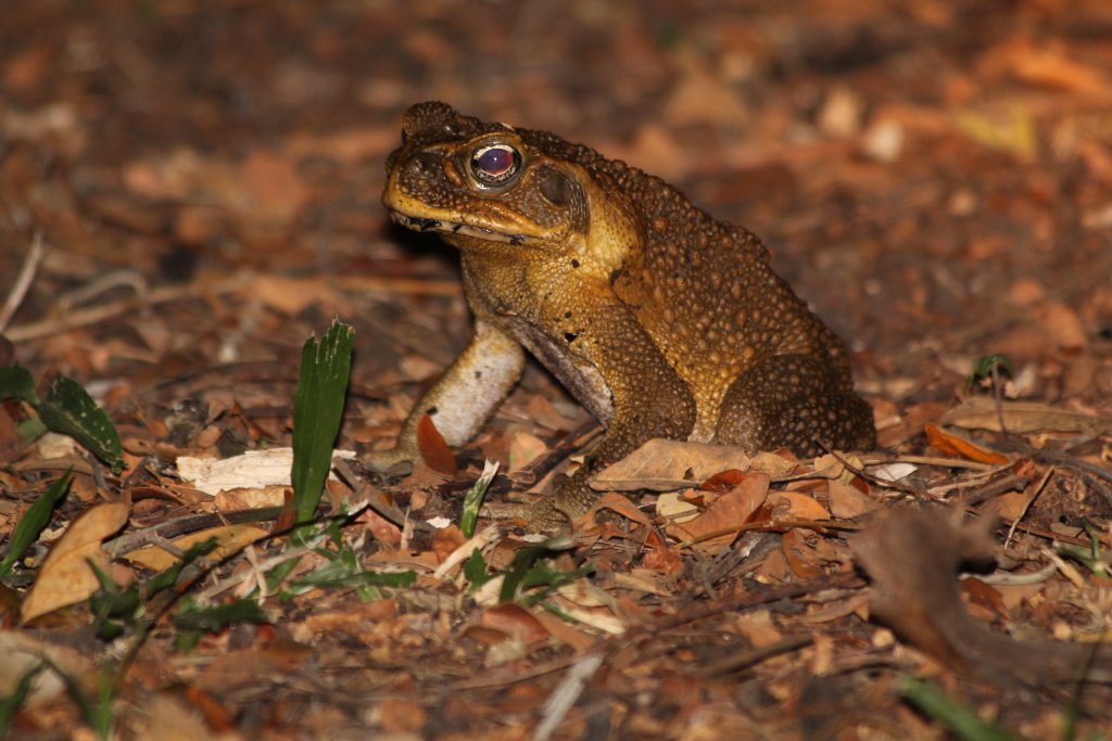 Cane Toad