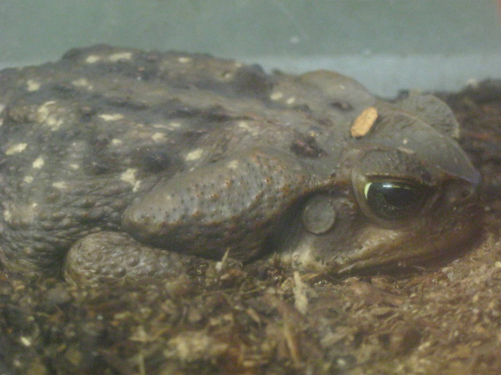 Cane Toad