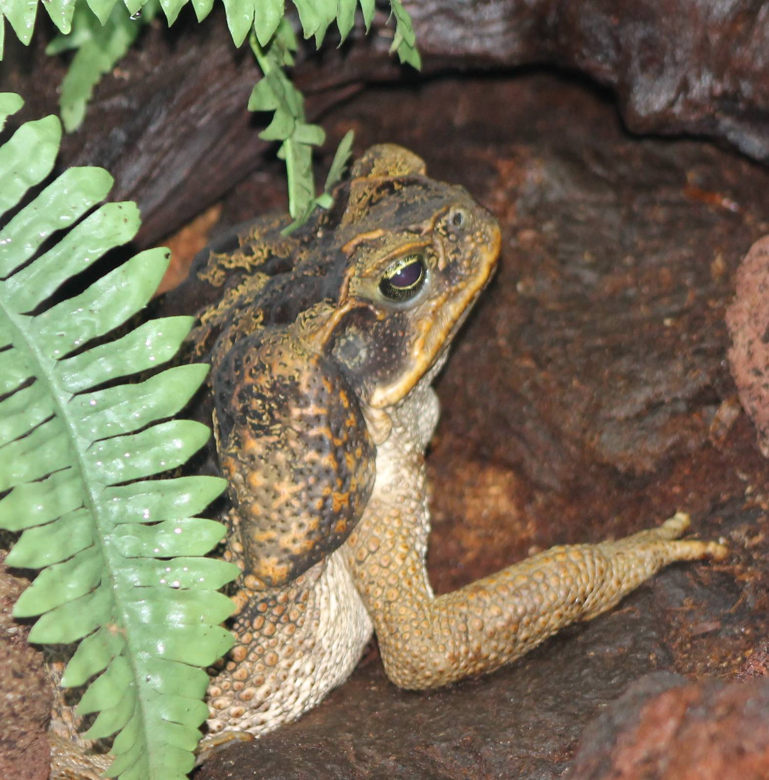 Cane toad