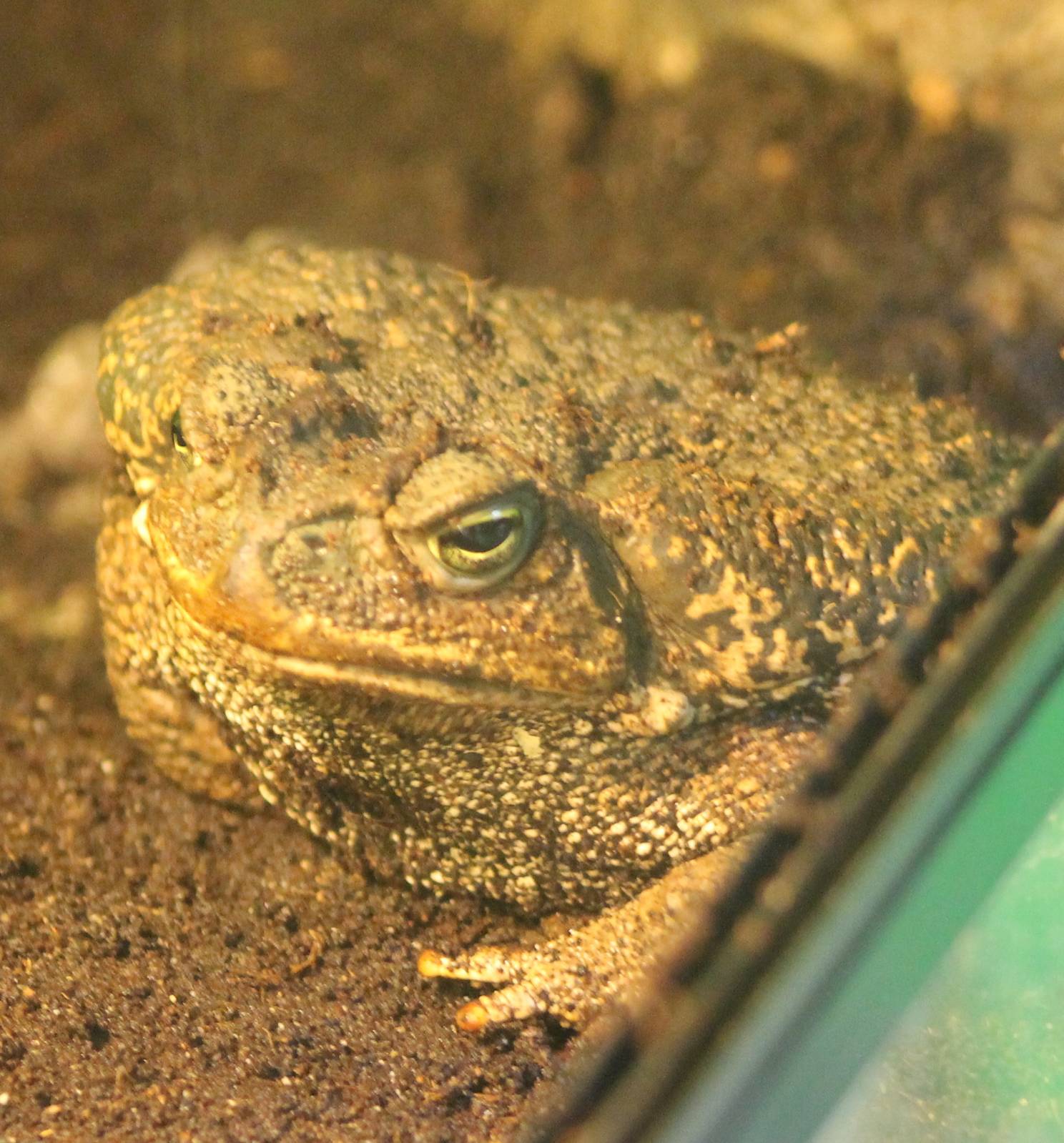 Cane toad