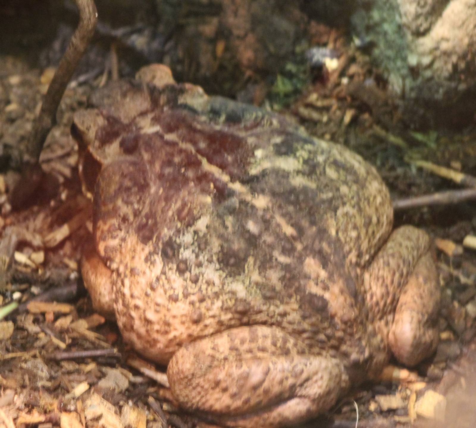 Cane toad