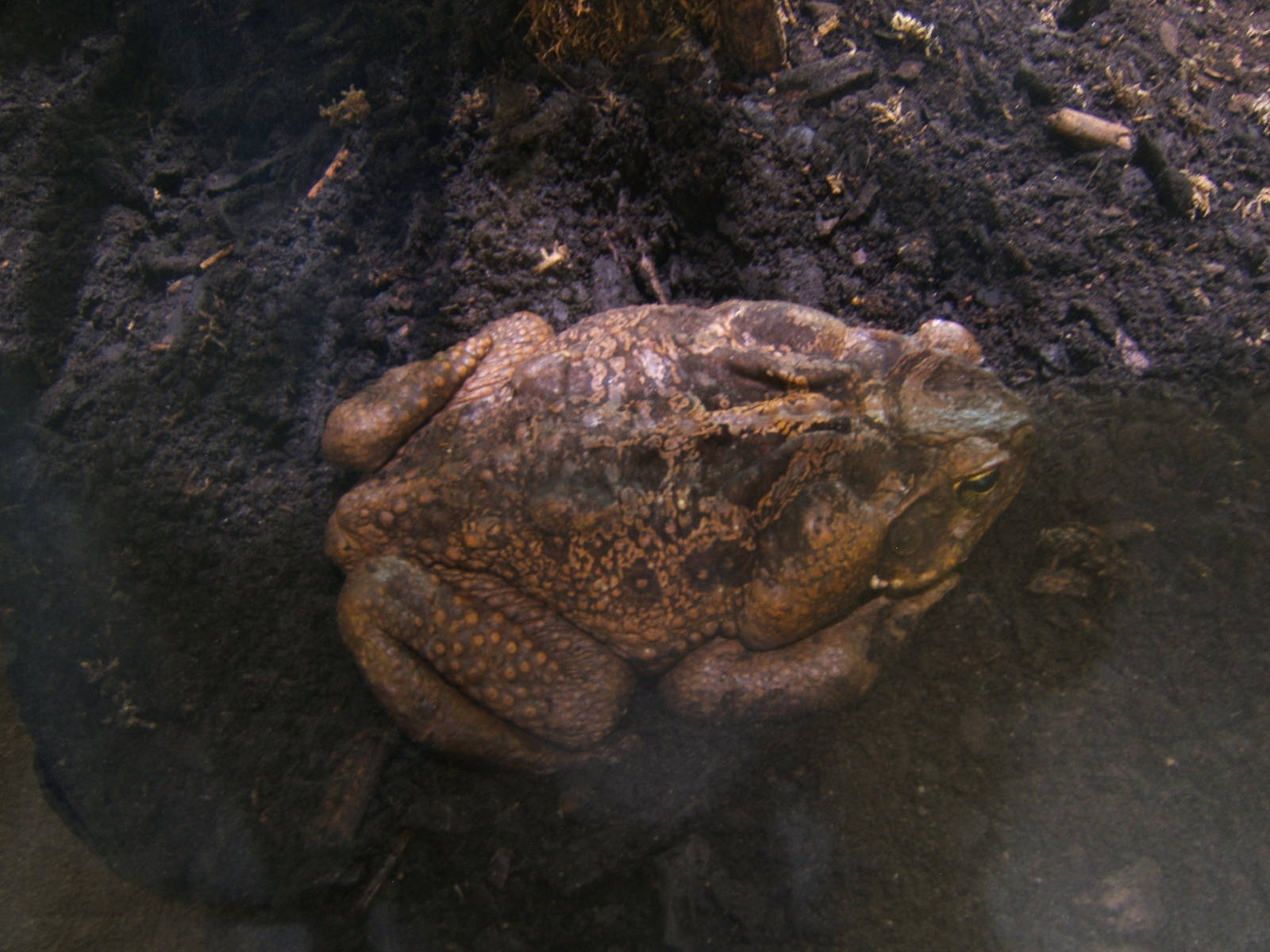Cane Toad