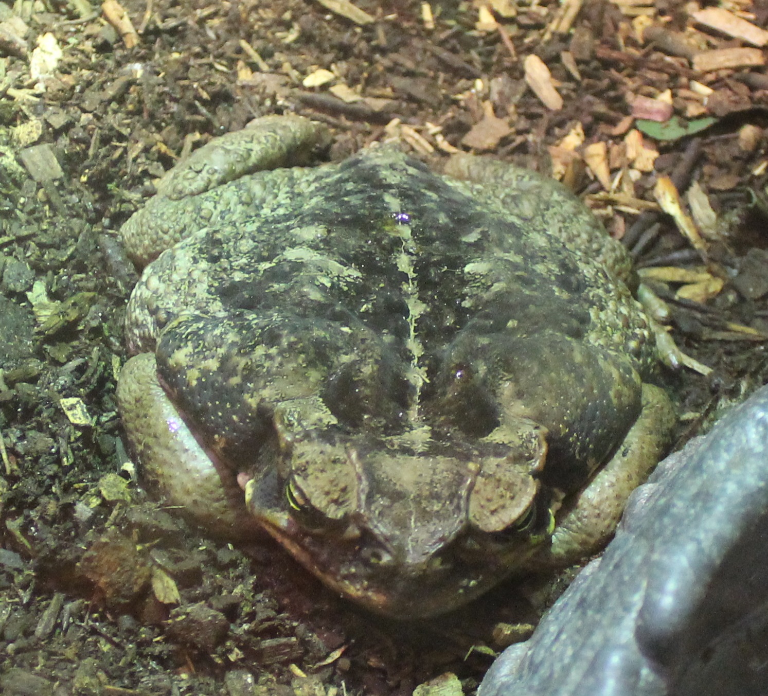 Cane toad