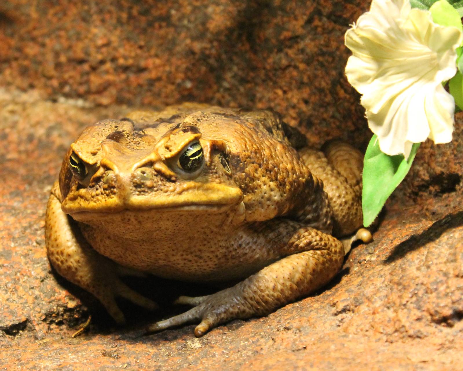 Cane toad