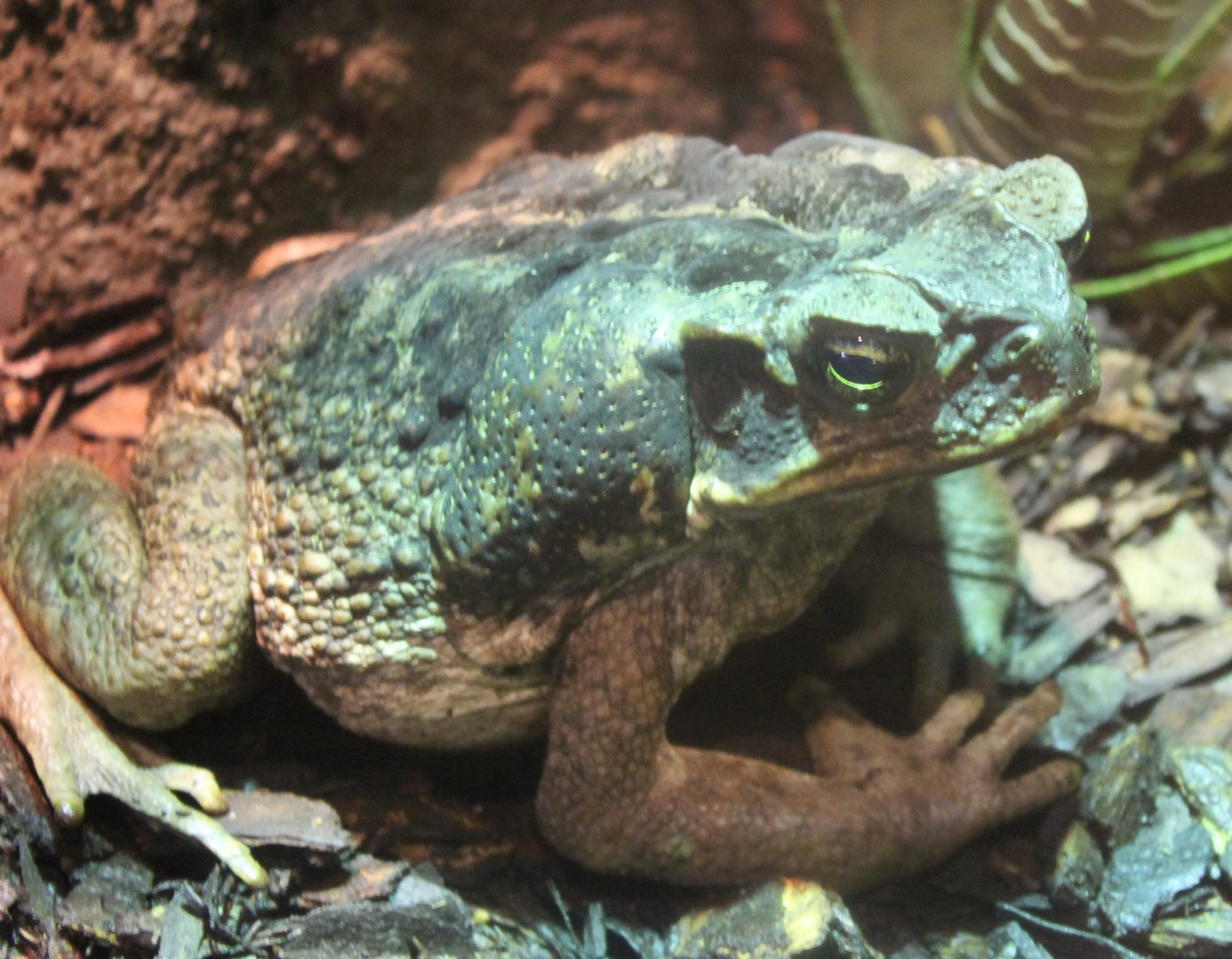 Cane toad