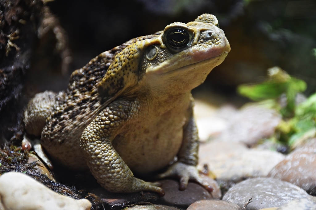 Cane toad