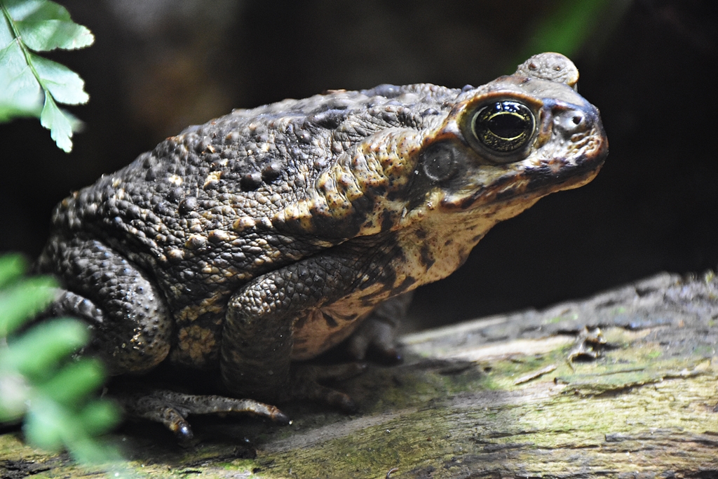 Cane toad