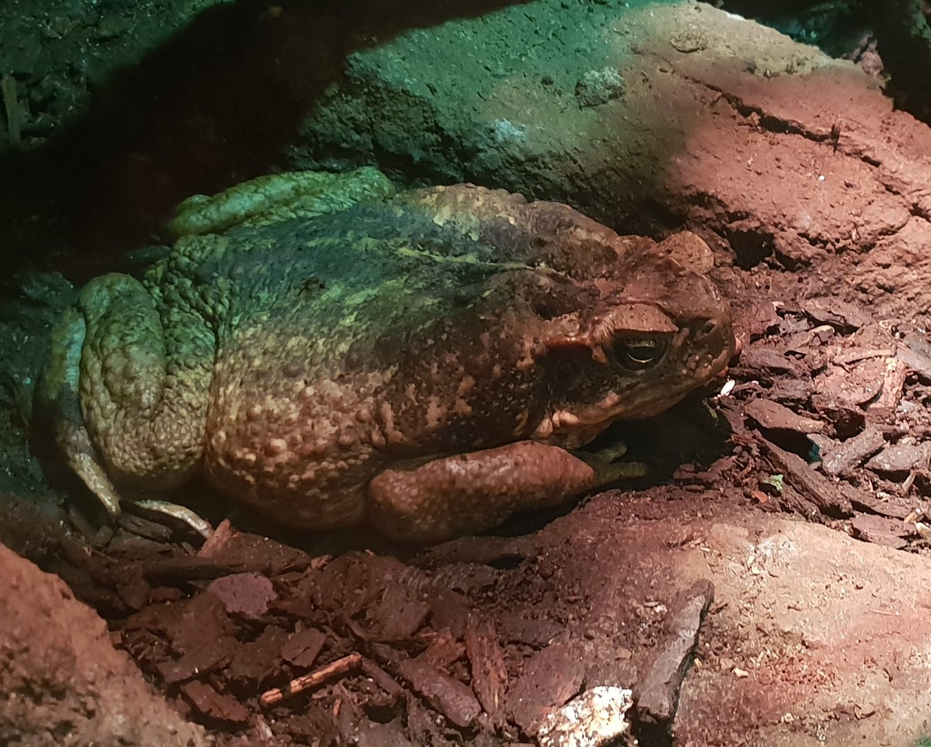 Cane toad