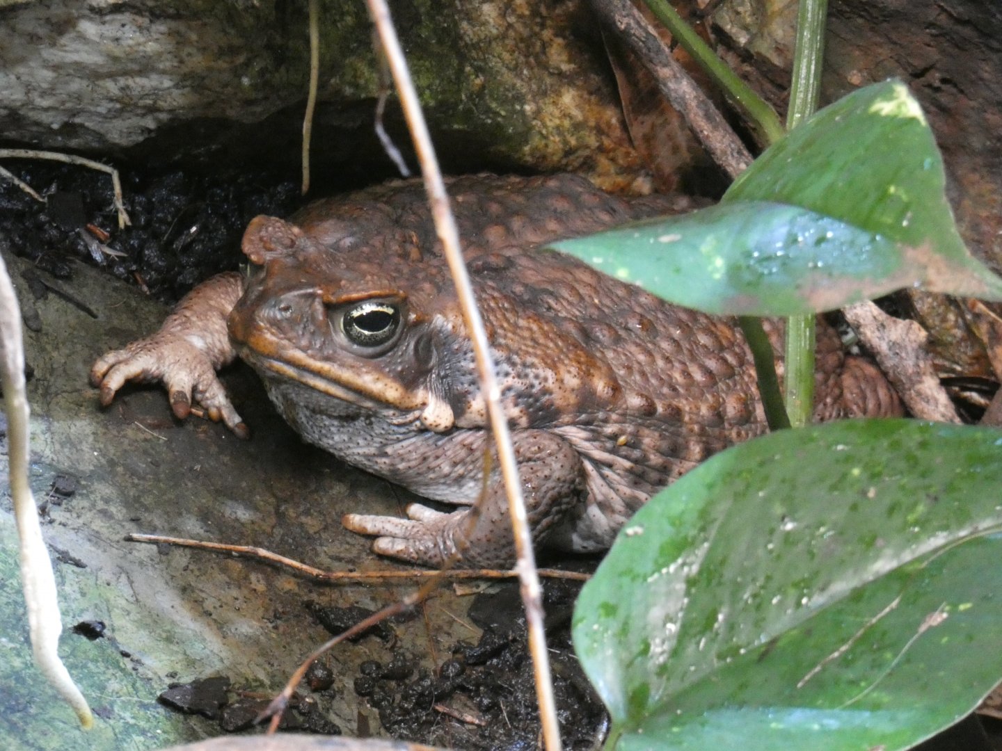 Cane Toad