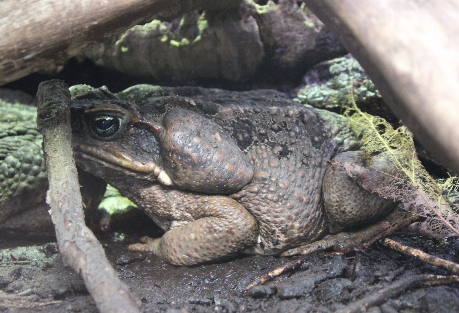 Cane toad