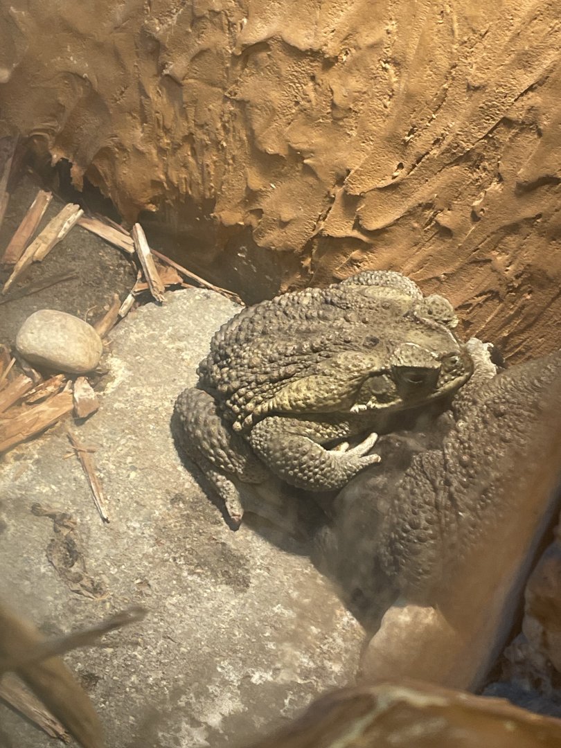 Cane Toad