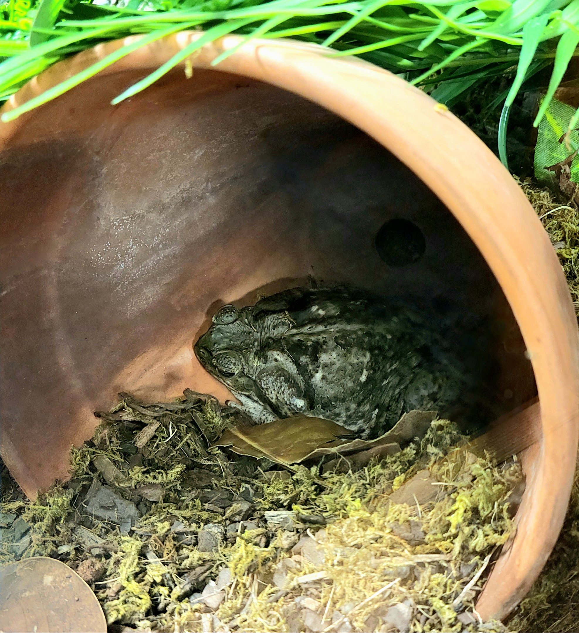 Cane Toad