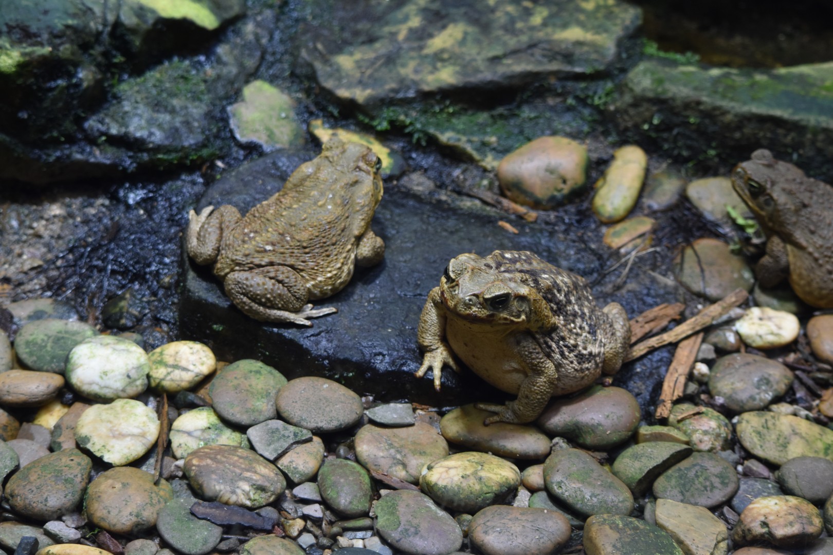 Cane toads