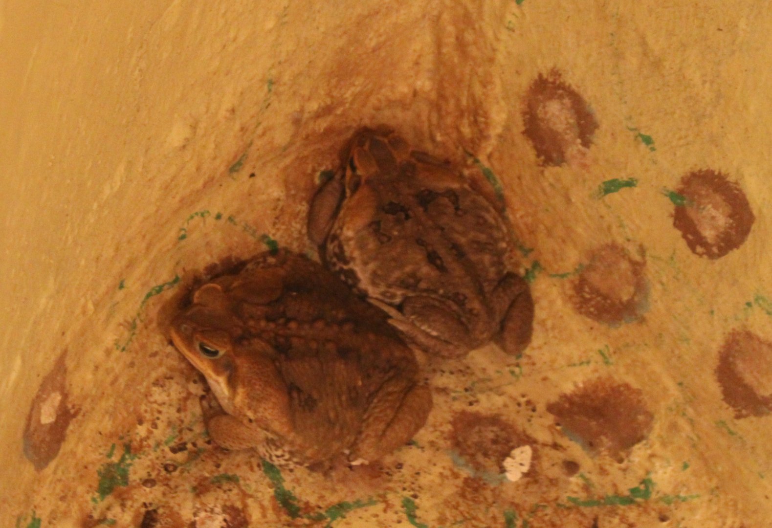 Cane toads